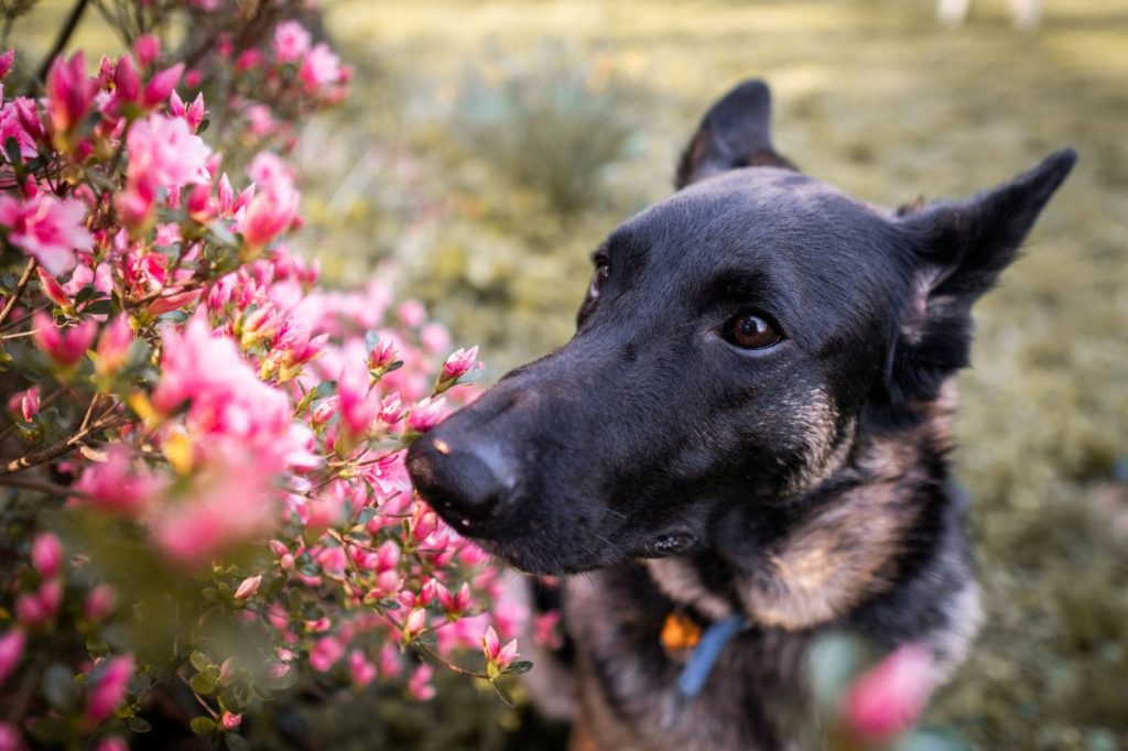 Dutch Shepherd smelling flowers