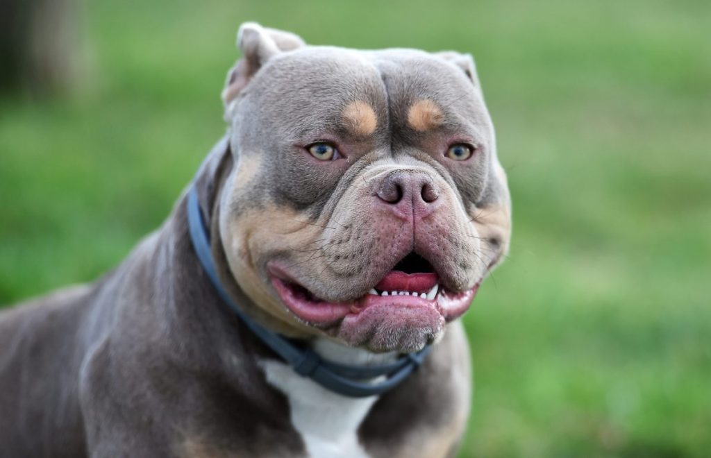 A strong american bully dog