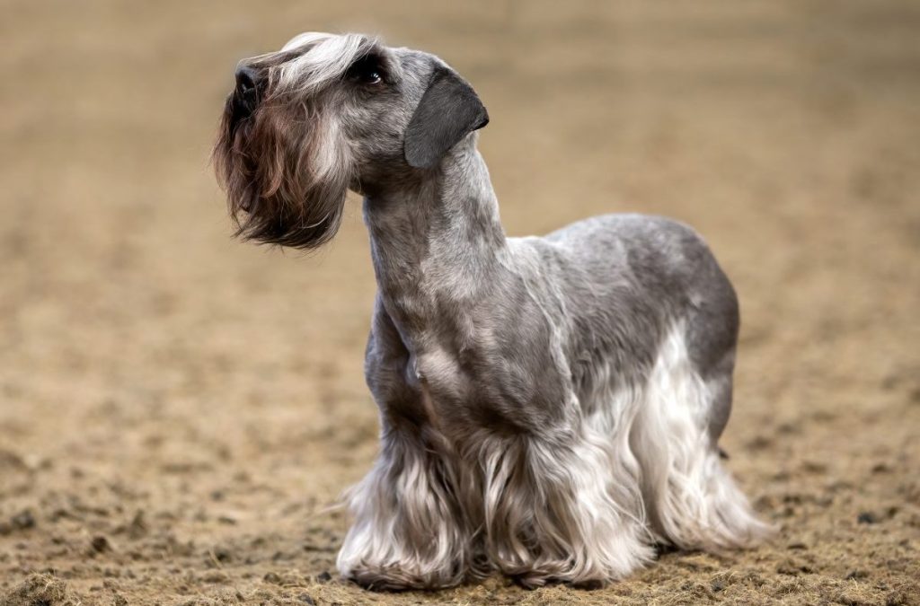 Cesky Terrier standing