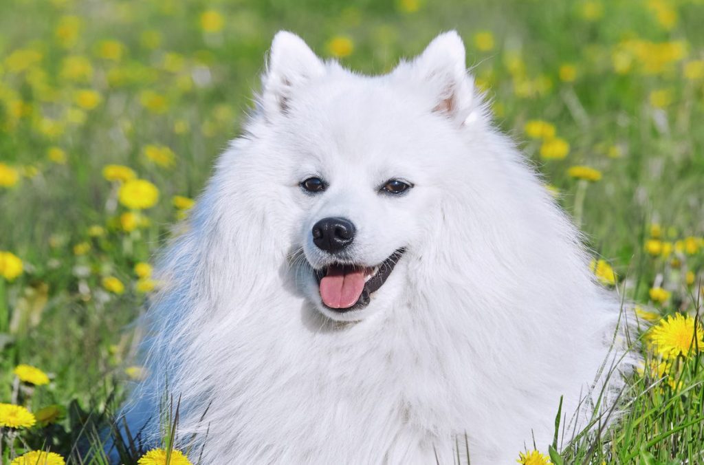 purebred white japanese spitz in spring