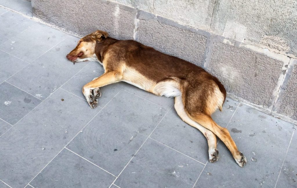 dead dog lying on sidewalk