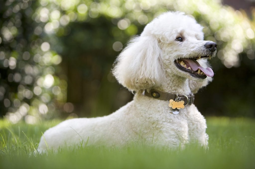 White poodle playing in the yard.