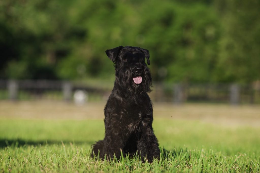 schnauzer portrait