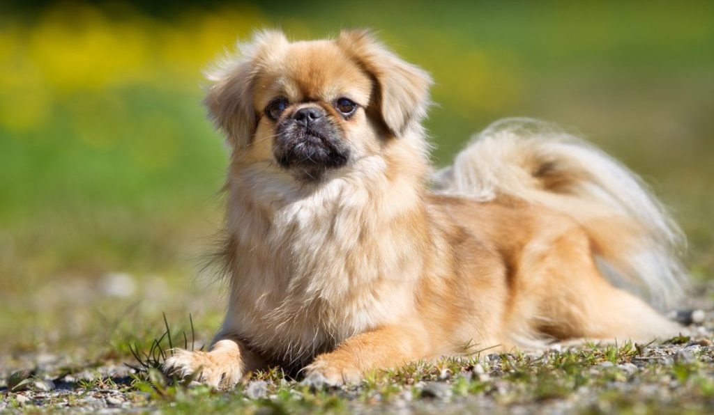 dog breed enneagram tibetan spaniel