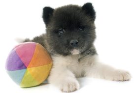 Close up of an adorable Akita Puppy.