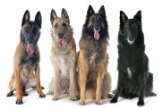 The four Belgian Shepherd breeds.