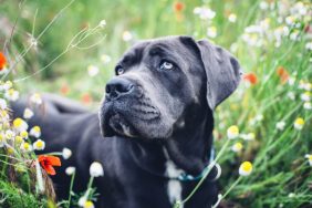 A police officer in Canton, Ohio, fatally shoots a Cane Corso dog while she is in her own yard.