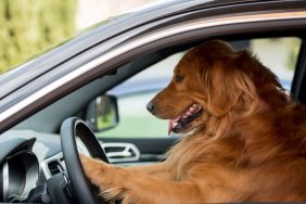 dog driving car