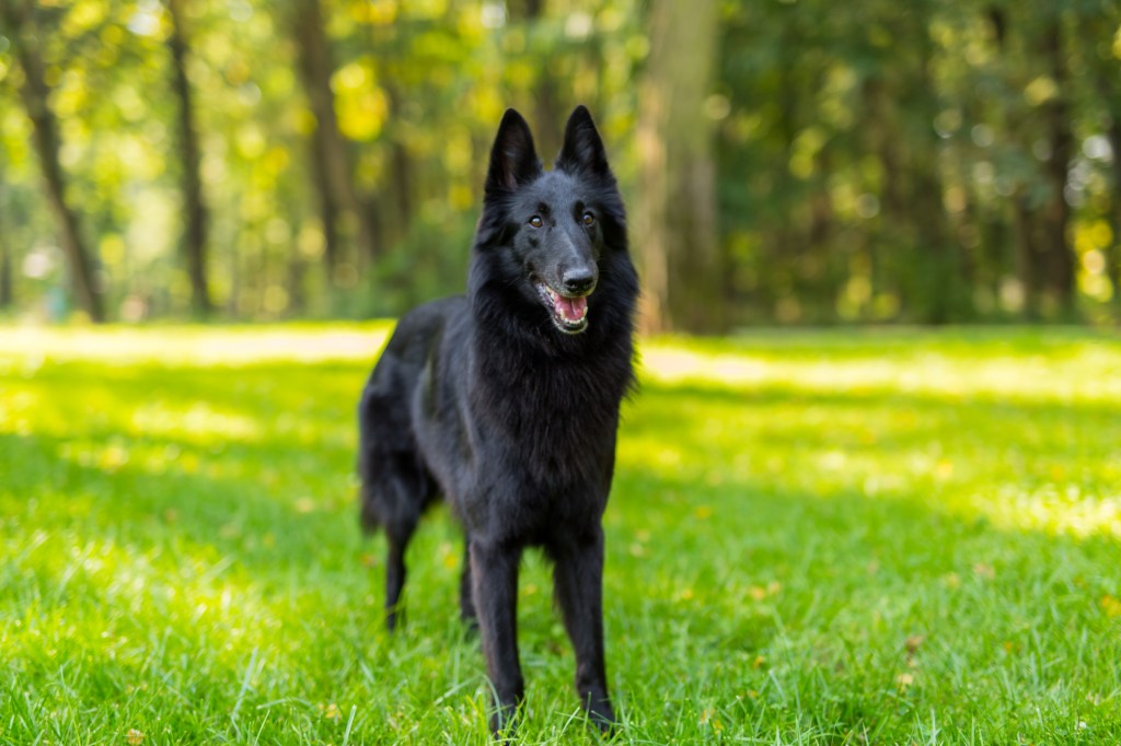 Belgian Shepherd Groenendael