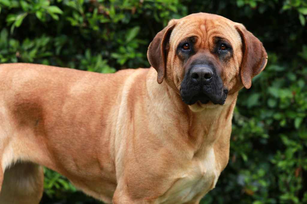 Tosa Inu dog was bred in Japan and has become one of the banned dog breeds in the UK