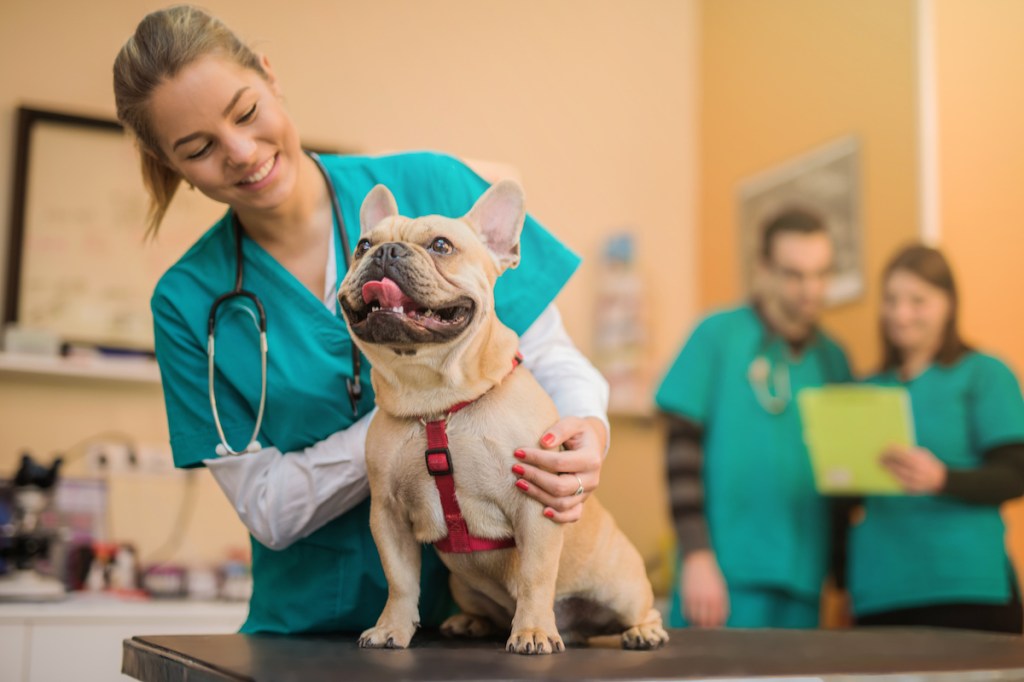 A French Bulldog being checked for signs of hyperuricosuria.