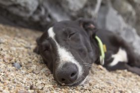 dog sleeping on ground