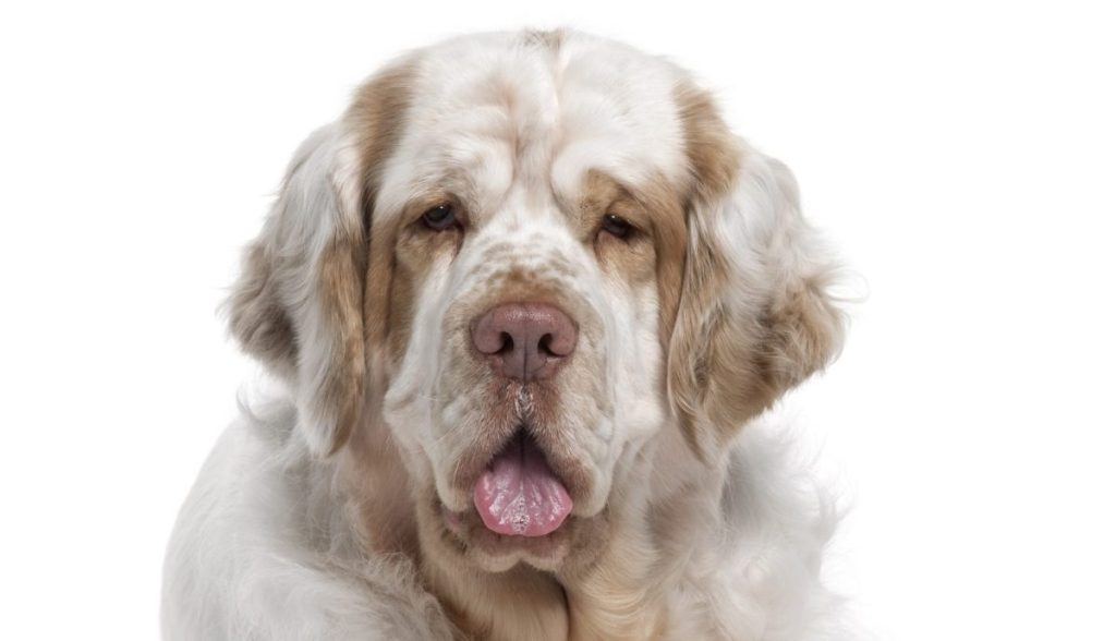 Clumber Spaniel dog lying down