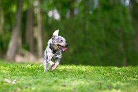 A happy Australian Cattle Dog getting the “zoomies” outdoors.