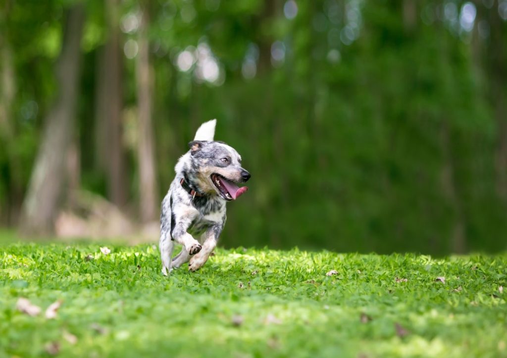 A happy Australian Cattle Dog getting the “zoomies” outdoors.