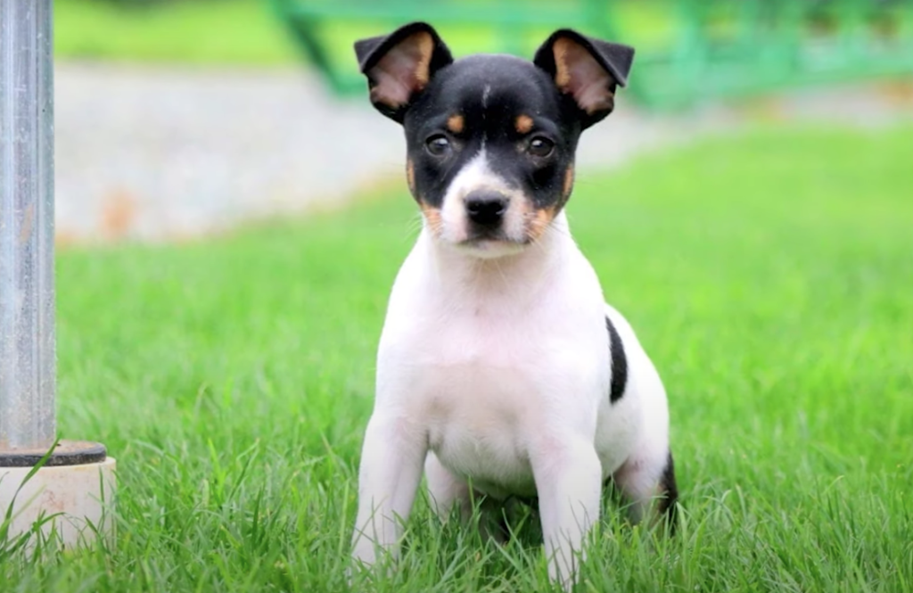 toy fox terrier puppy