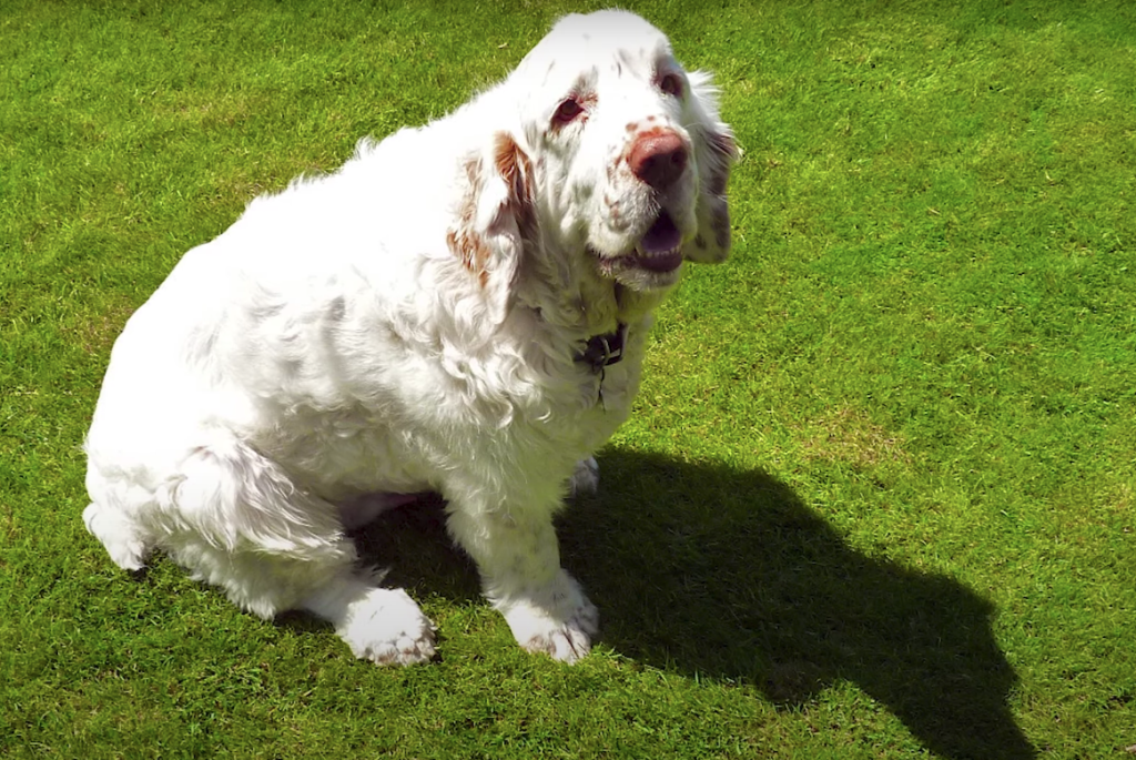 clumber spaniel sitting