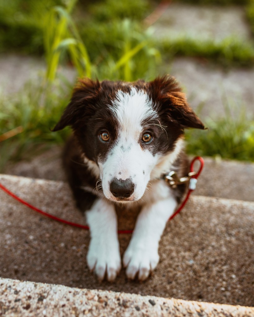 Border Collie sitting on steps.