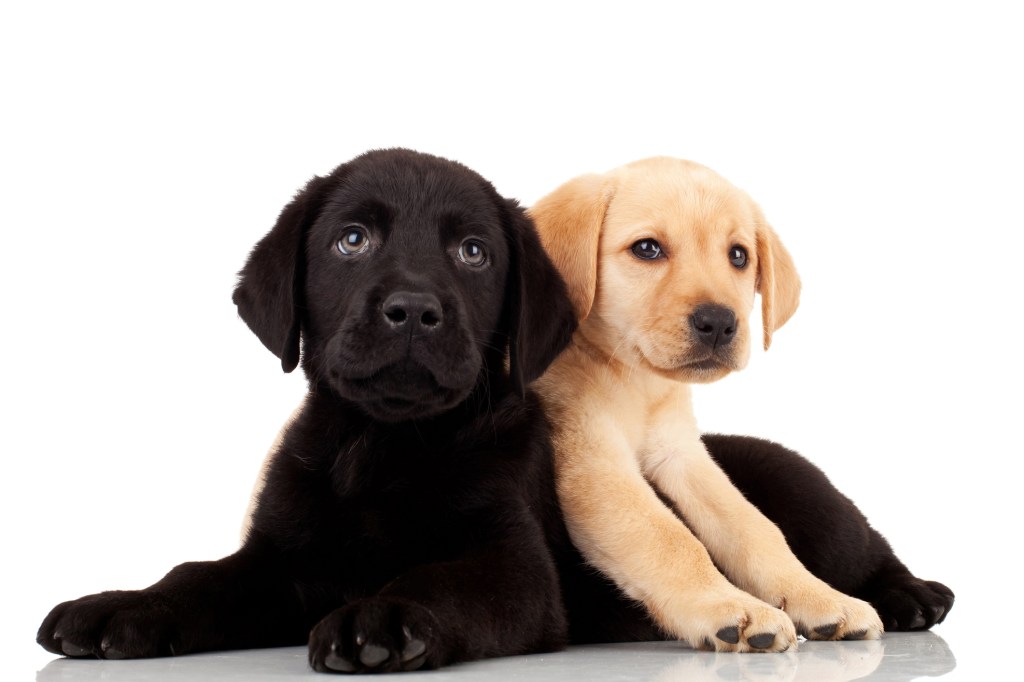 Two cute puppies.