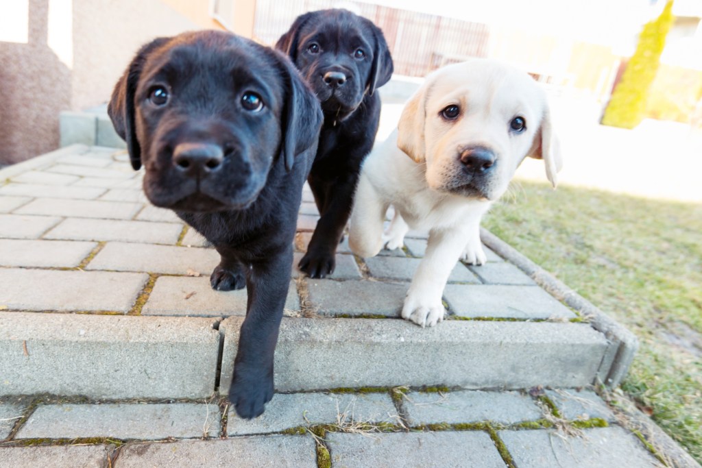 Cute Labrador Retriever puppies.