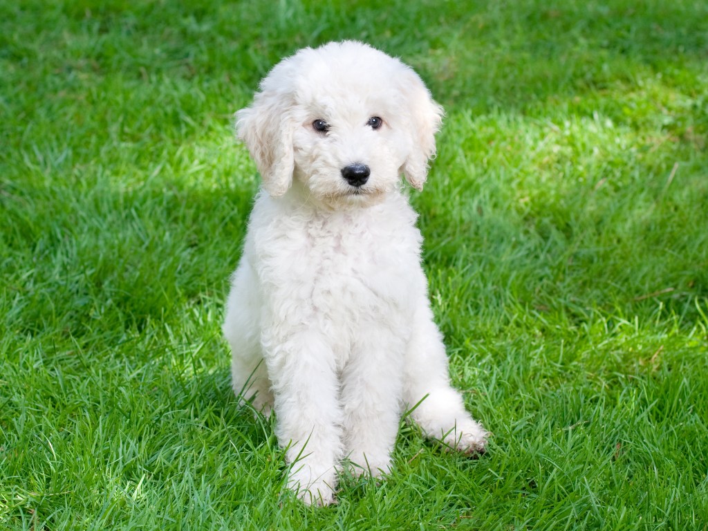 White Labradoodle puppy.