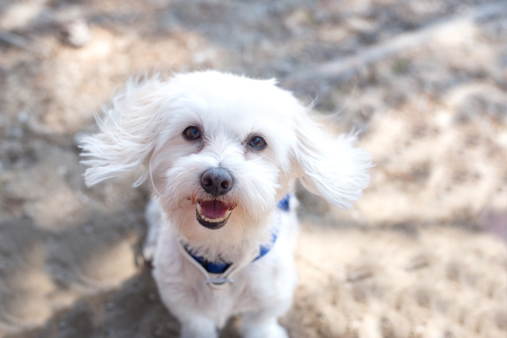 A cute Maltese puppy posing for the camera. 