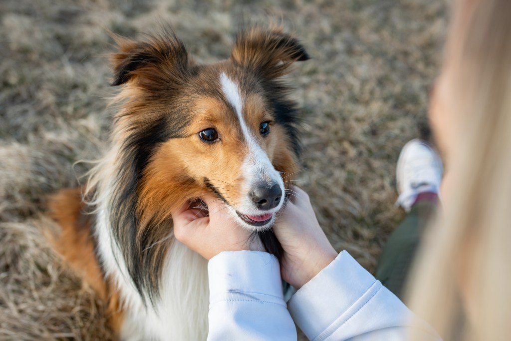 A Shetland Sheepdog being pet by owner.