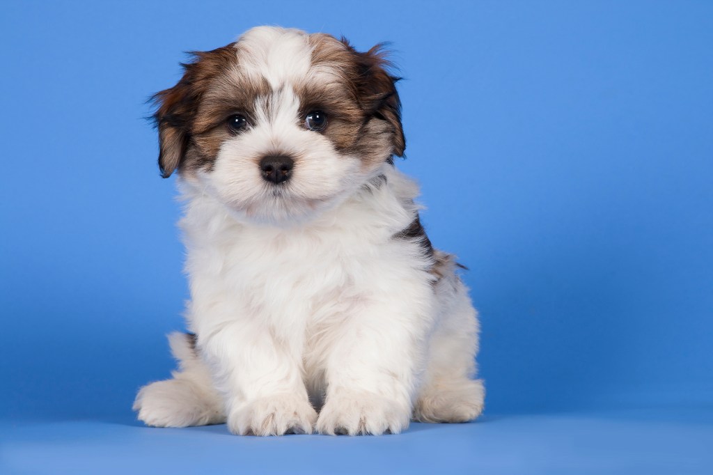 A Havanese puppy of 8 weeks.