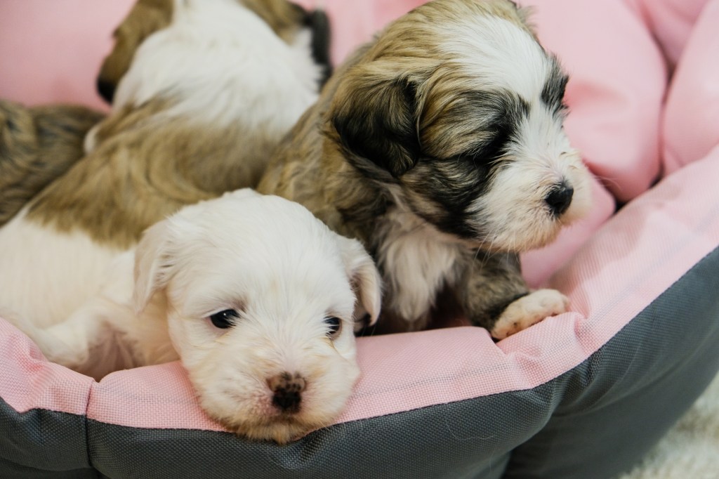 Cute Havanese puppies at 4 weeks