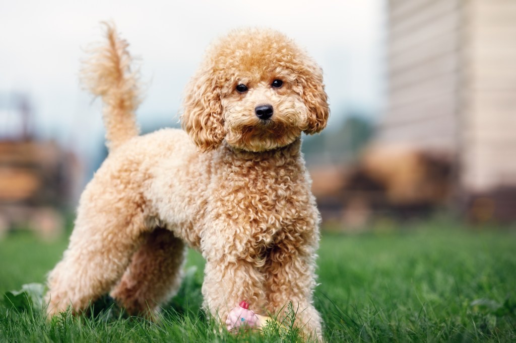 A light brown Poodle puppy standing in the yard.