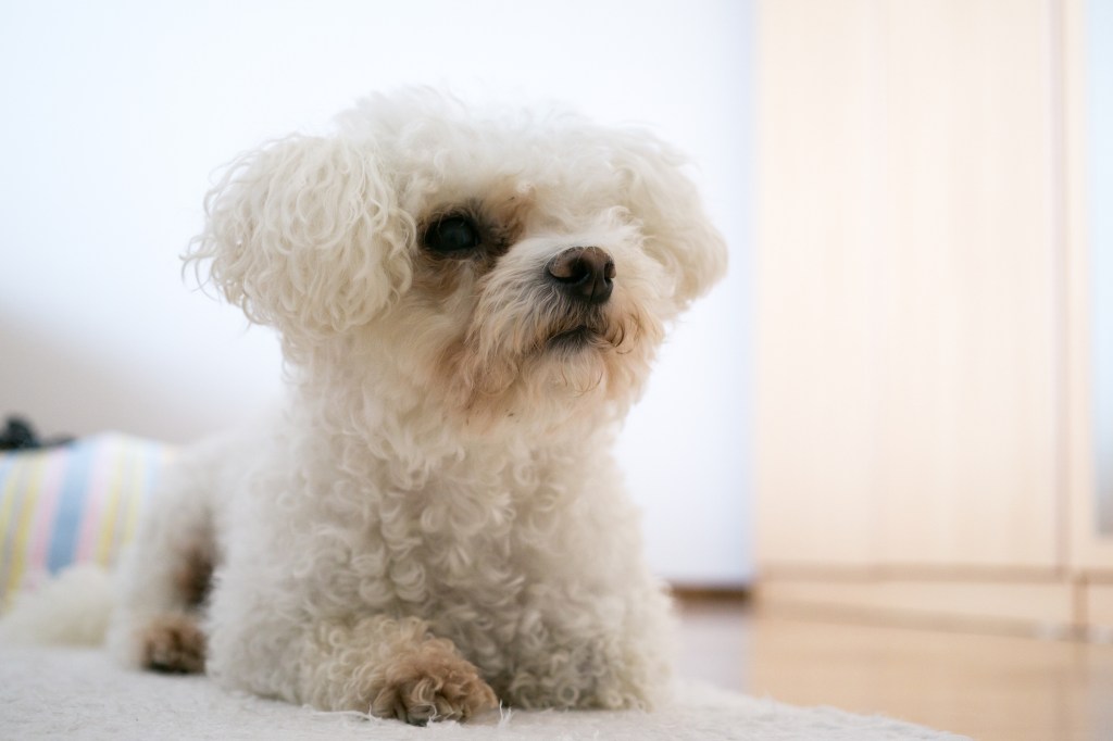 Cute Bolognese puppy.