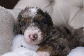 A cute little Bernedoodle puppy laying on a blanket.