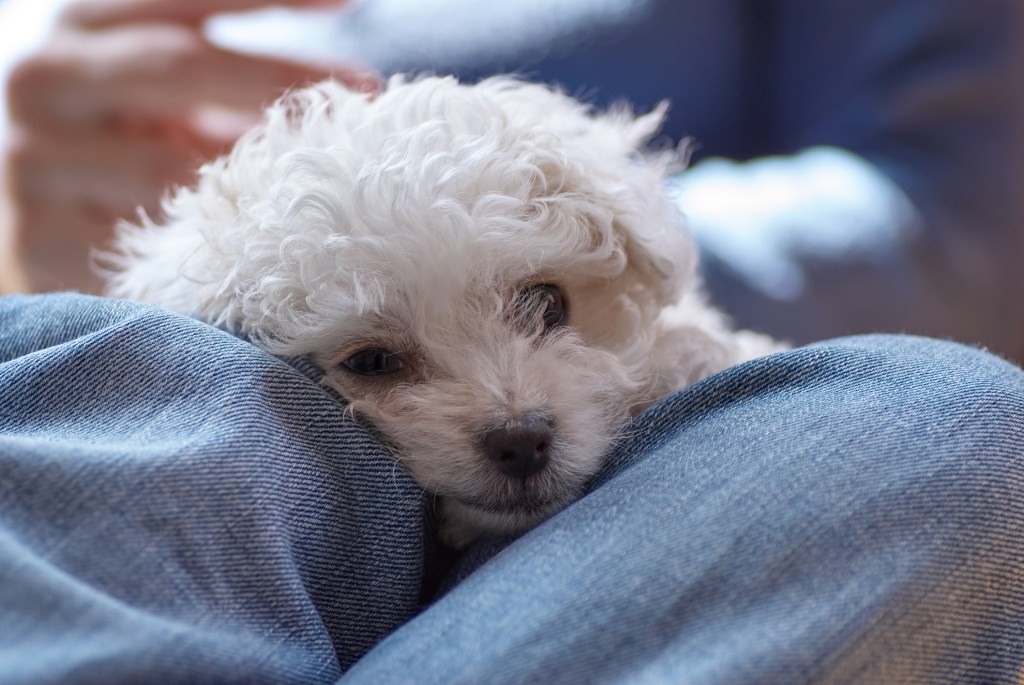 Bolognese puppy.