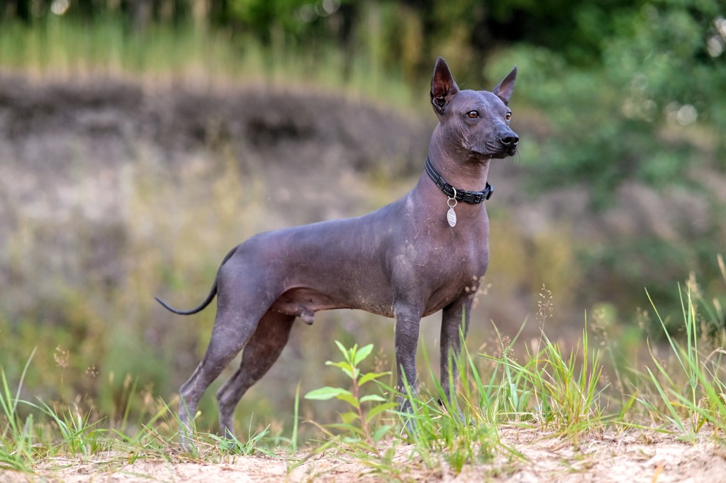 Mexican Hairless dog, Xoloitzcuintli