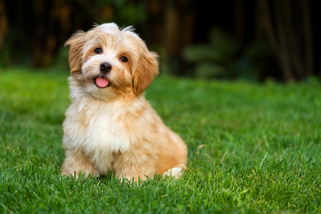 Happy little orange Havanese puppy sitting in the grass.