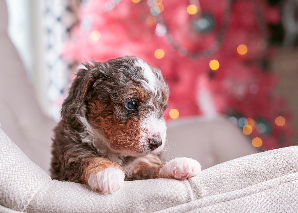 A cute little light-brown fur Bernedoodle puppy faces sideways up on a white chair armrest.