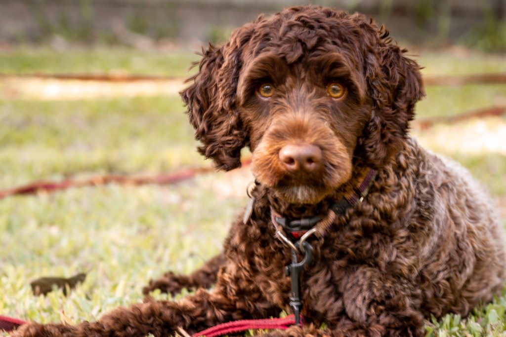 Curly brown haired puppy.