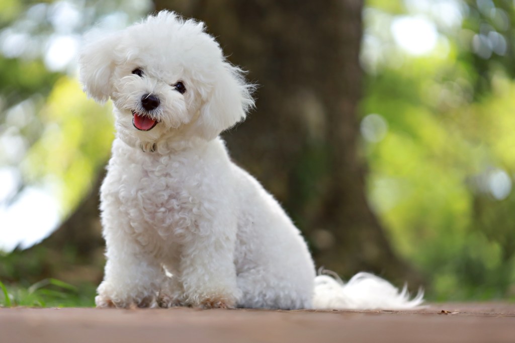 Cute white Bichon Frise in a park.