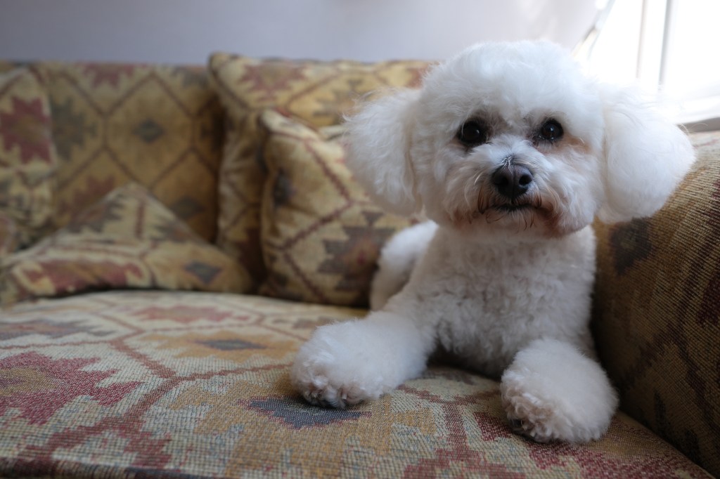 Close up of a Bichon Frisé sat on a sofa.