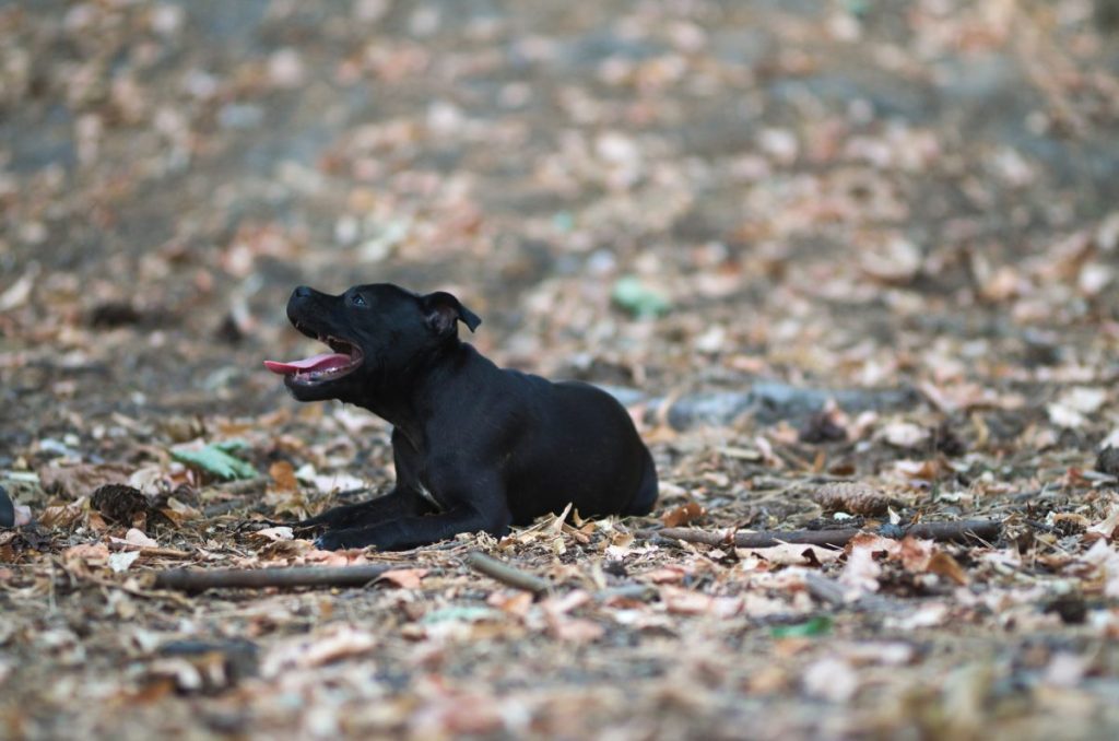 One of the Pit Bulls lying on park ground, abandoned, starving, and freezing in Washington.