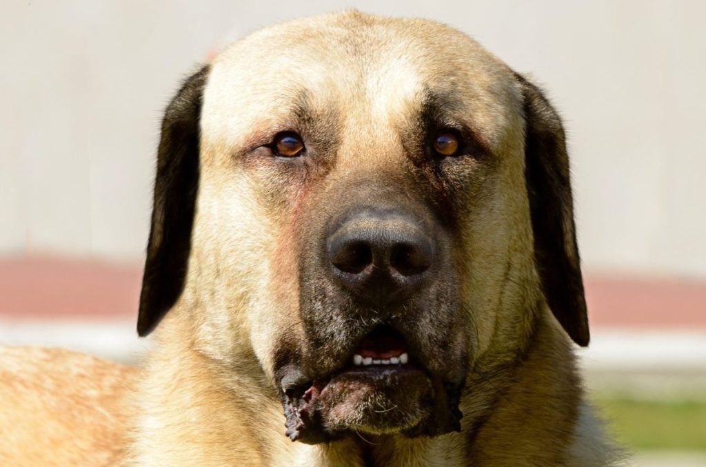 The portrait of the Kangal Shepherd Dog