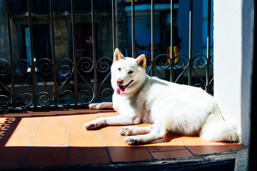 white japanese kishu ken is lying on the balcony on a sunny day