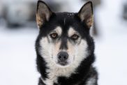 Alaskan Husky dog portrait,