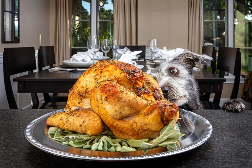 Bad dog jumping up on counter stealing Thanksgiving food, a holiday dinner turkey with spices and skin they shouldn't eat.