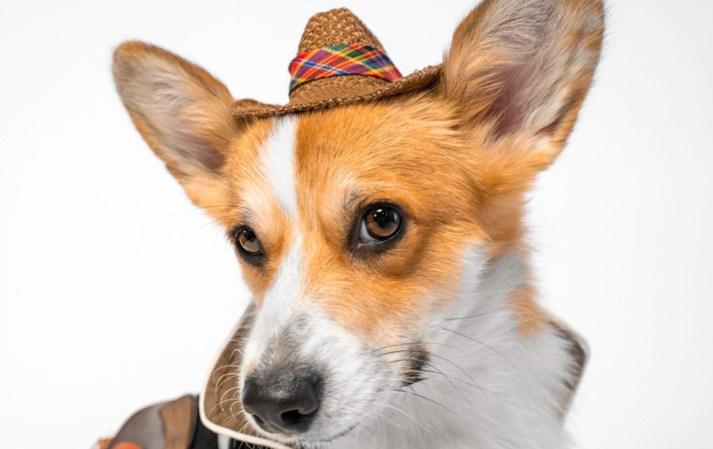 close up portrait of a cowboy corgi