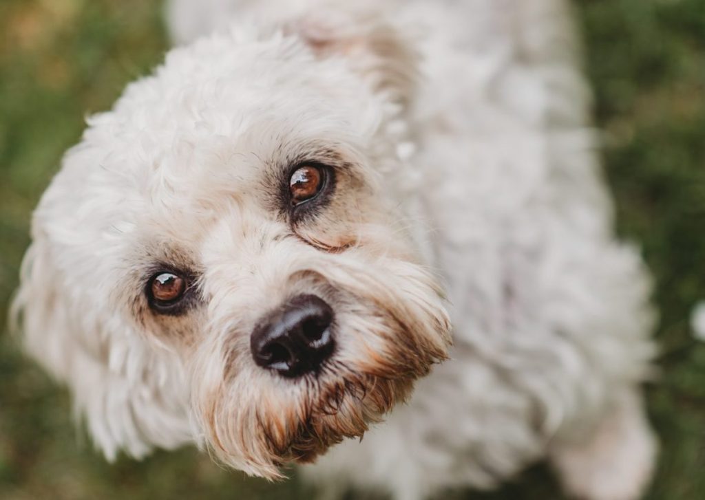 dandie dinmont terrier white dog close up looking up