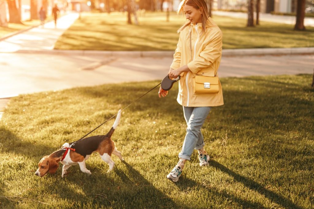 Woman walking her Beagle puppy on leash as he sniffs the ground like the Beagle that ingested heroin in Boston park.