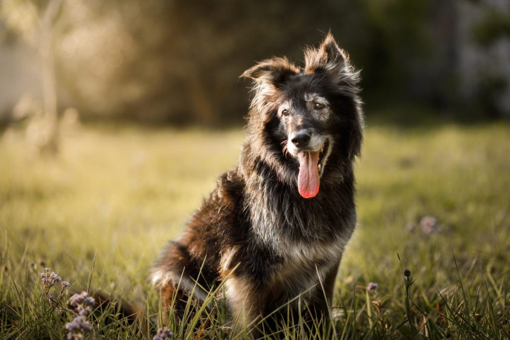 A senior dog smiling with tongue out. Help your pooch live longer according to science.