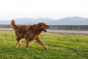 Iowa dog Molly, who had gone missing for nearly 5 months, was finally reunited with her parents.