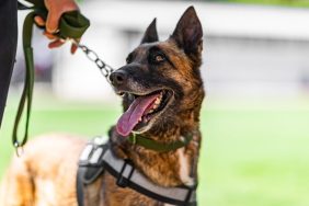 Belgian Malinois police dog working with handler to detect drugs, much like the dog who sniffs out 354 pounds of Meth at the U.S.-Mexico boarder.